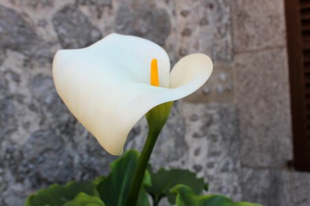 Flower cala white
