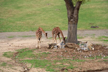 Wildlife giraffe
