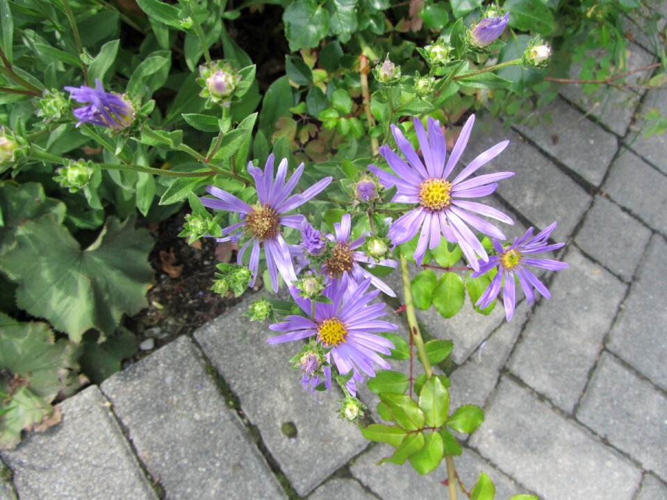 Plant purple nature summer