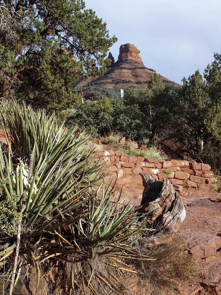 Rock cactus hot photo