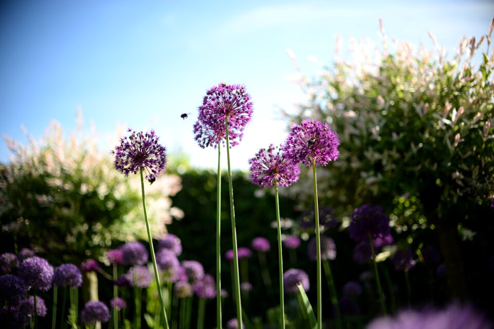 Spring nature honey