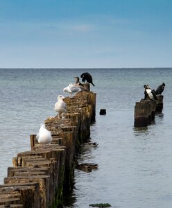 Stand water bird stones