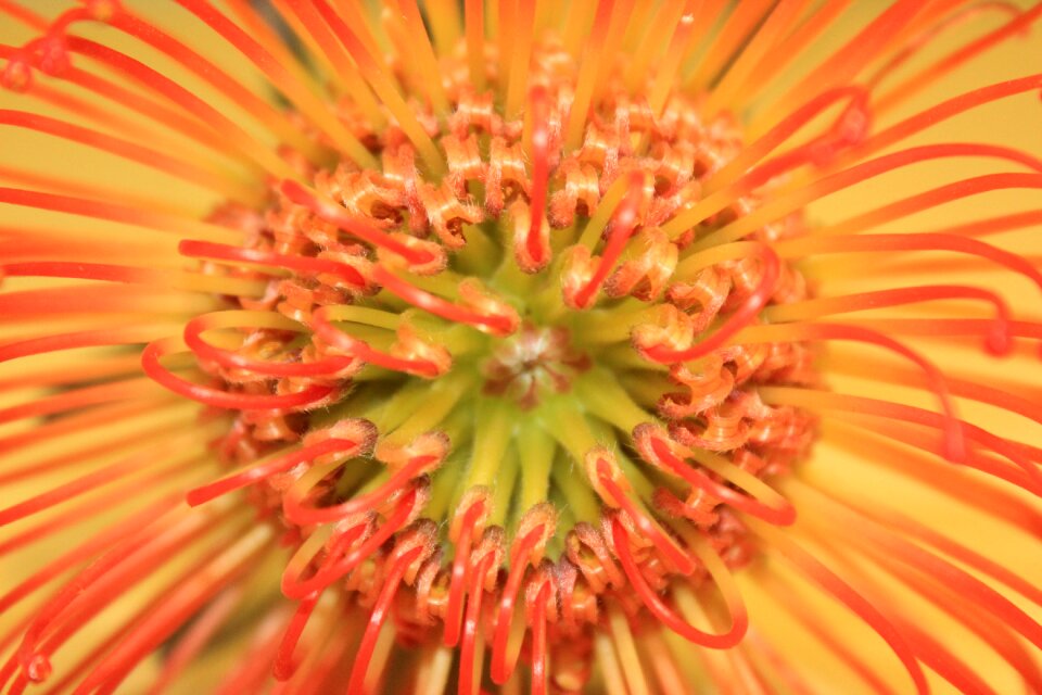 Orange flower orange closed