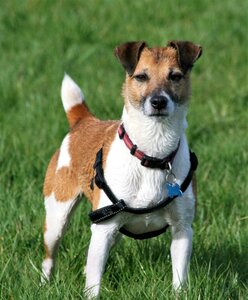 Terrier animal