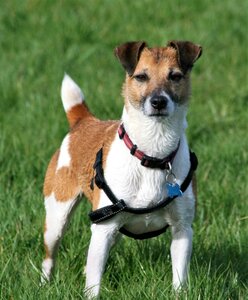 Terrier animal photo