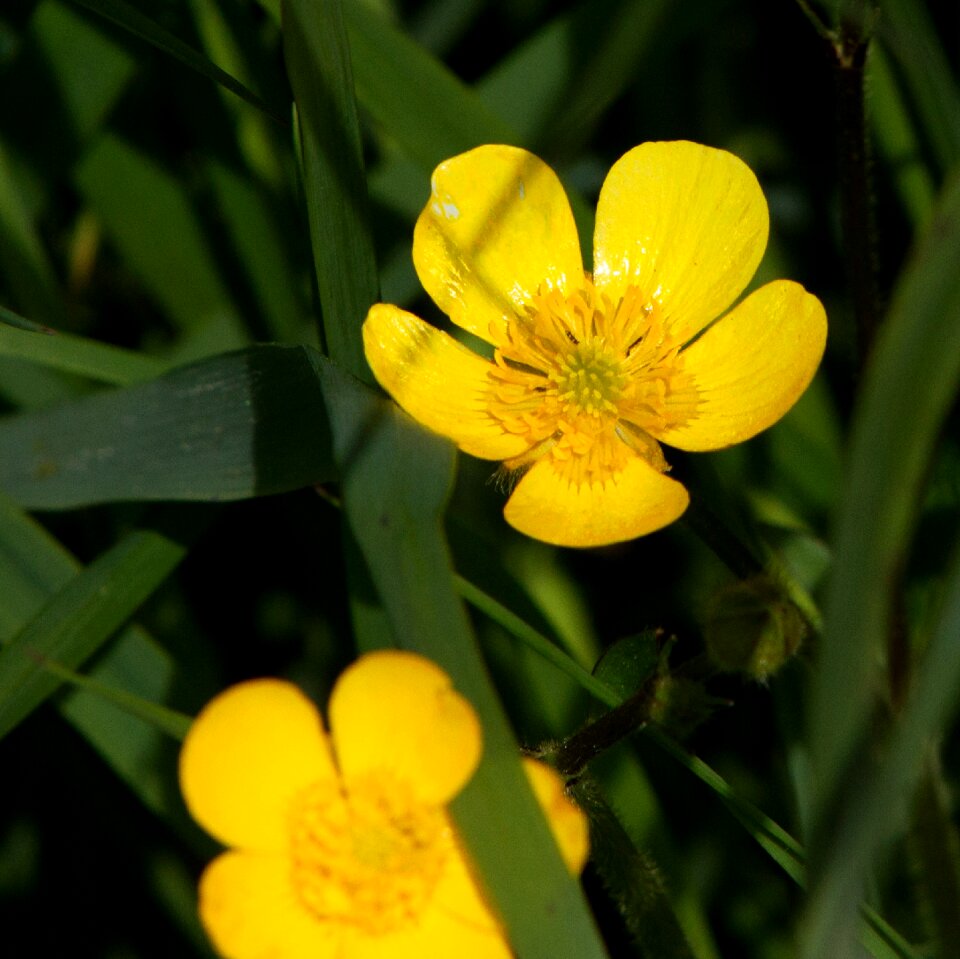 Flower yellow