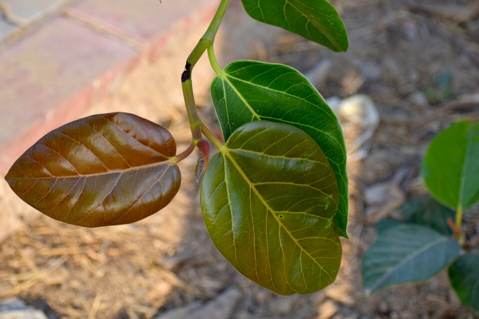 Young leaf adult leaf
