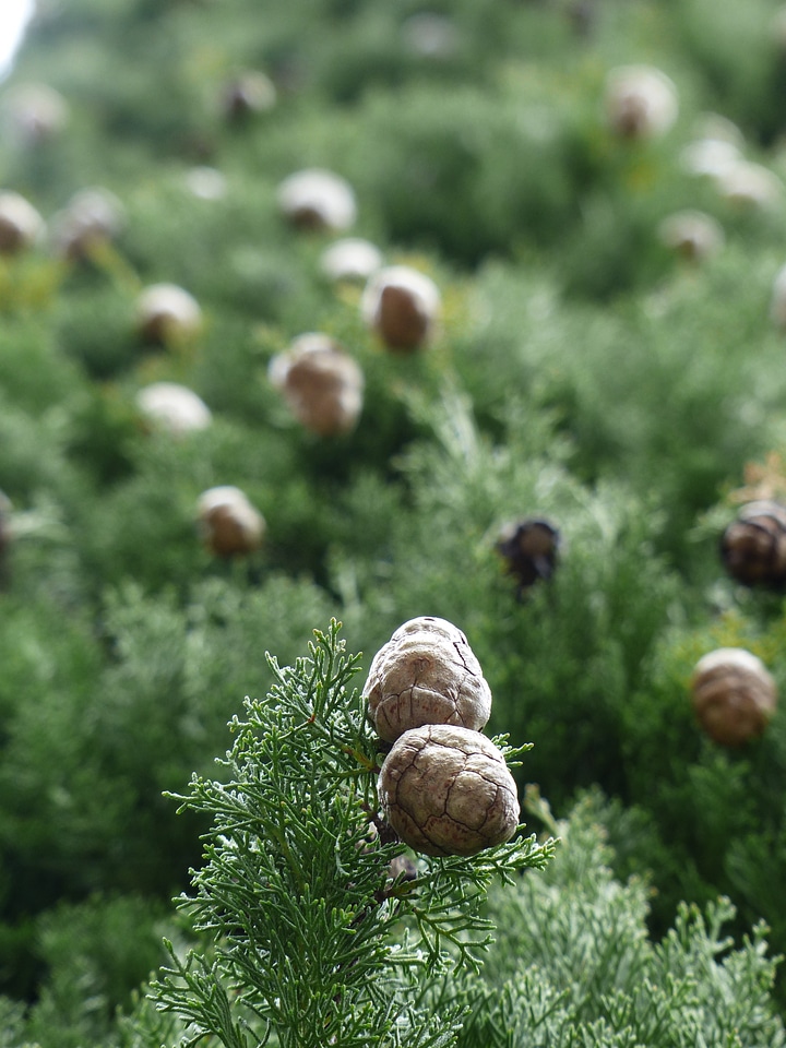 Cypress under glass cupressaceae mediterranean cypress