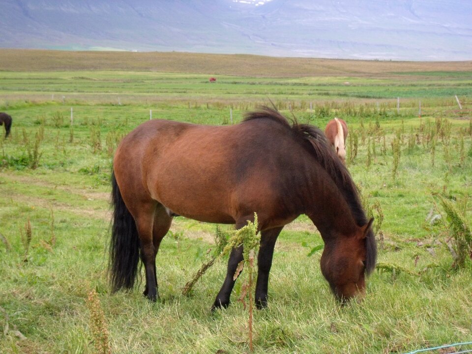 Iceland animal