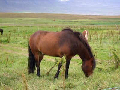 Iceland animal
