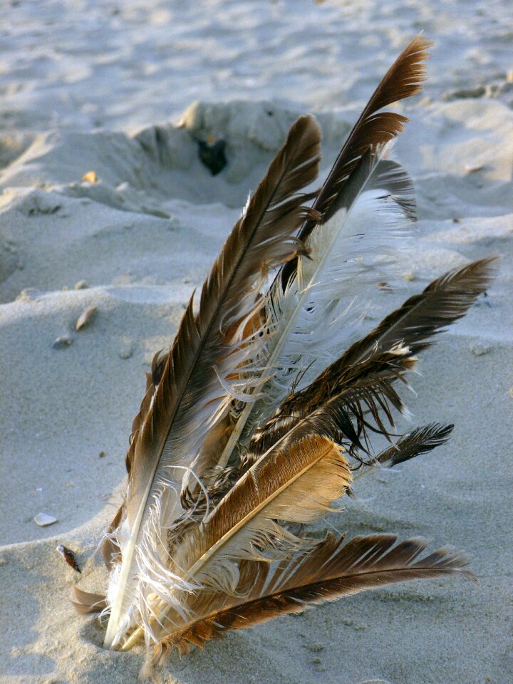 Feather seagull feather vacations