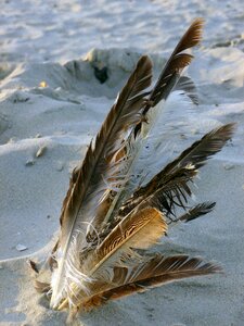 Feather seagull feather vacations