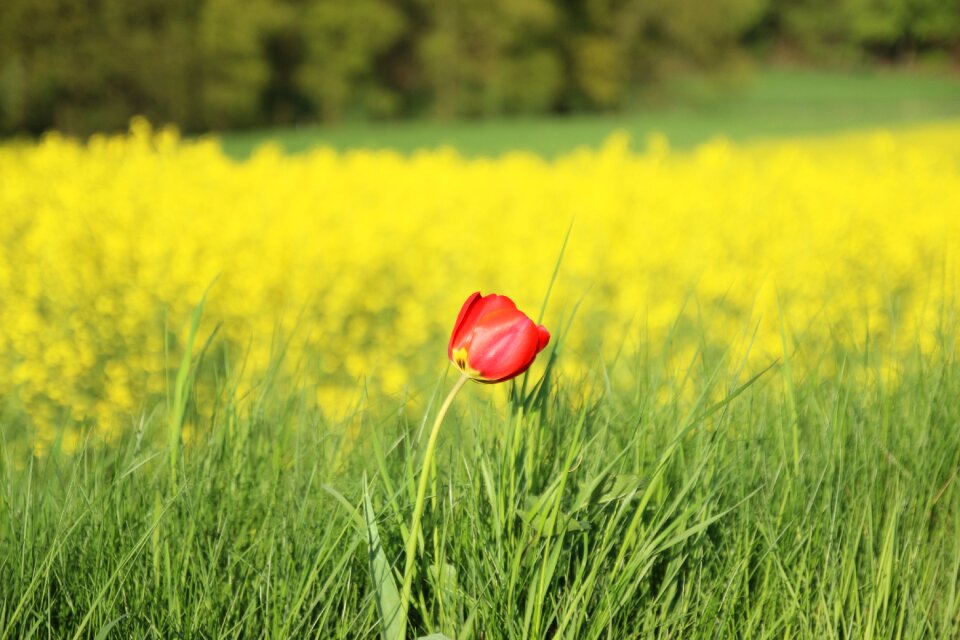 Poppy field flower summer