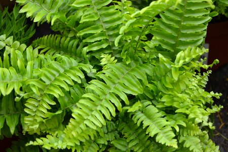 Nature fern botany photo