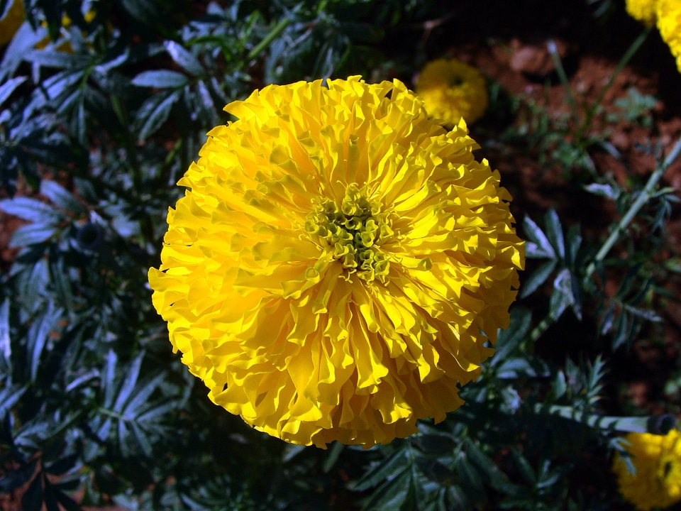 Genda jhenduphool gondephool