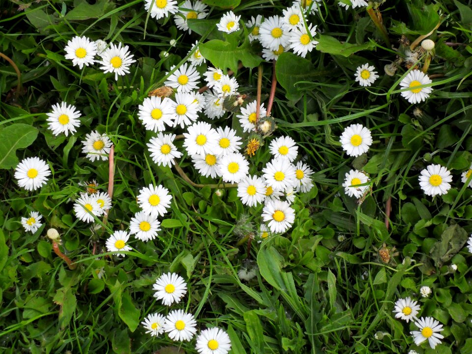 Meadow rush grass