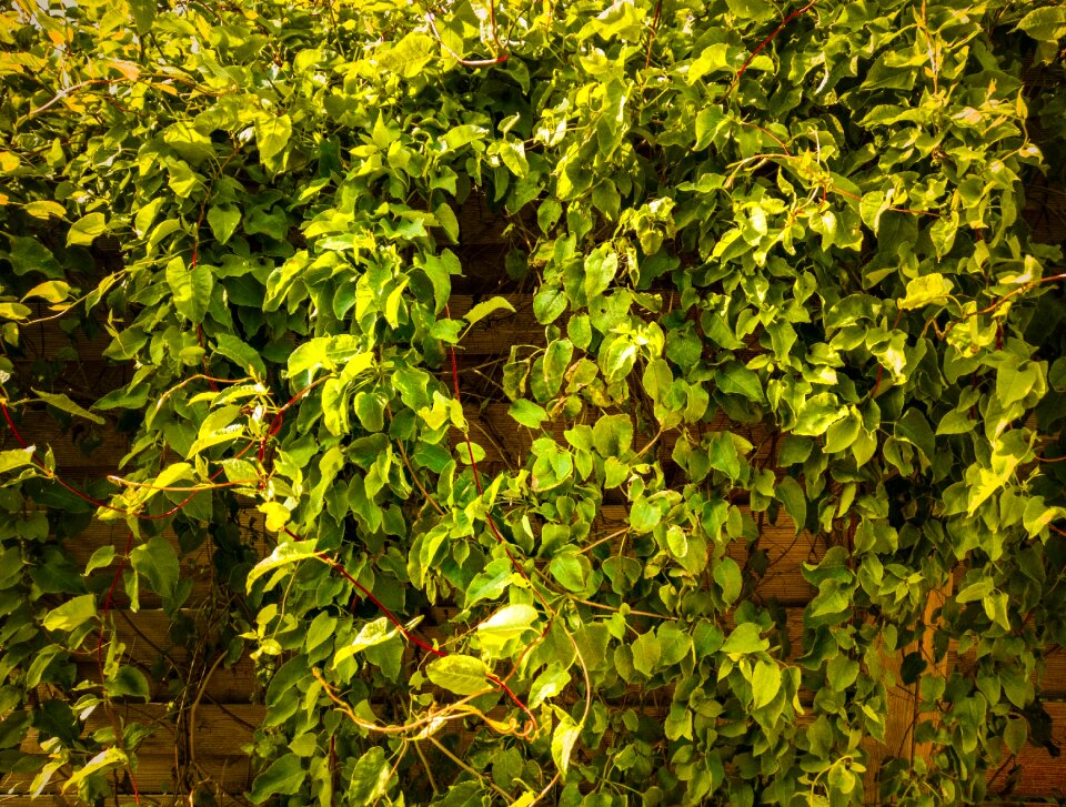 Nature green brown