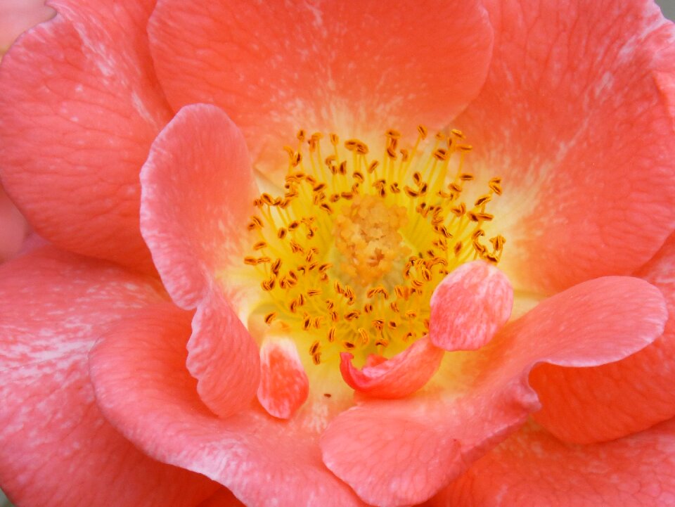Pistils detail rosa