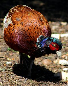 Pheasant animal