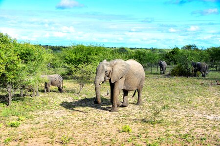 South africa national park proboscis