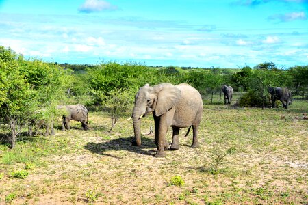 South africa national park proboscis photo