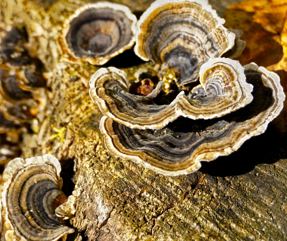 Mushroom parasite weakness parasite