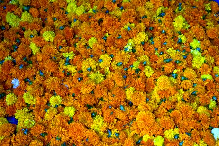 Yellow flowers