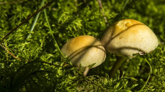 Nature mushroom picking toxic