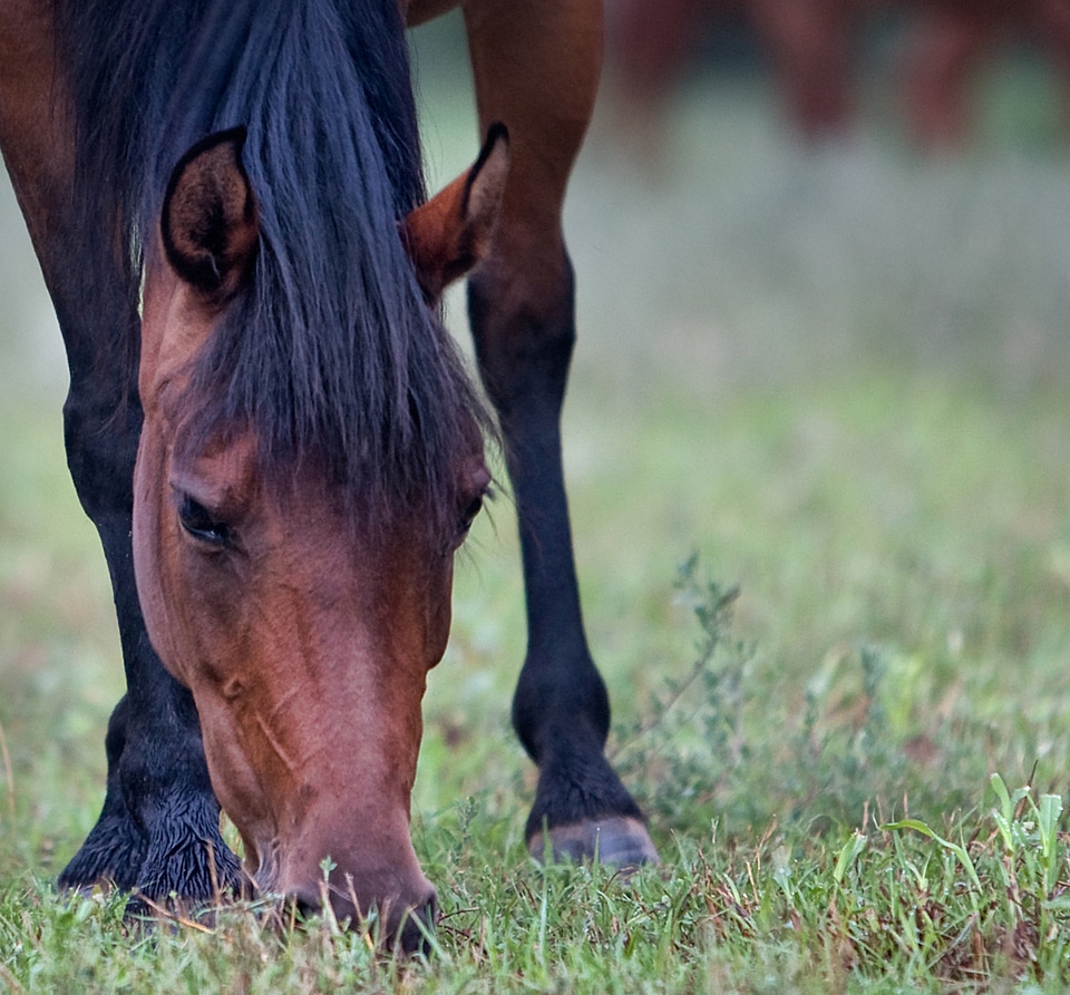Ranch nature equine