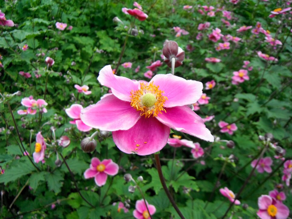 Luisenpark baden württemberg botanical