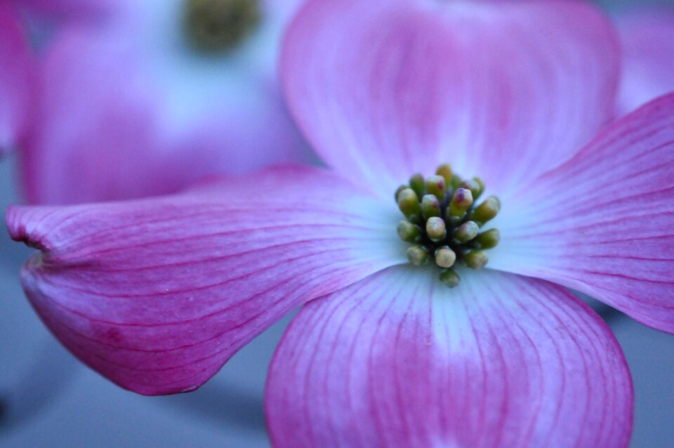 Springtime pink