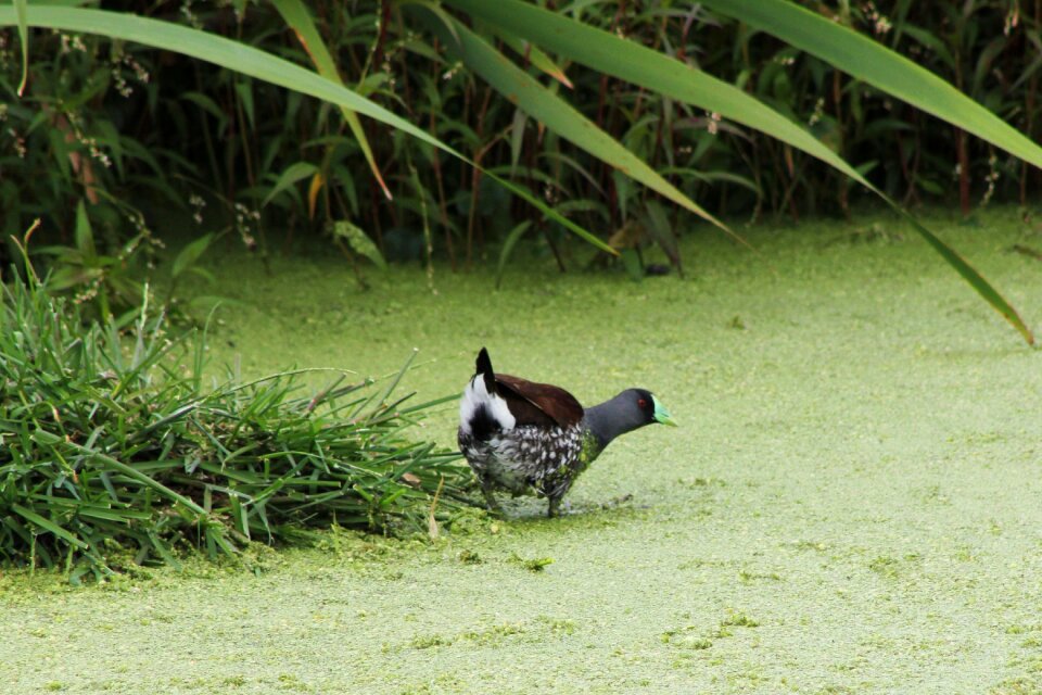 Nature bird green