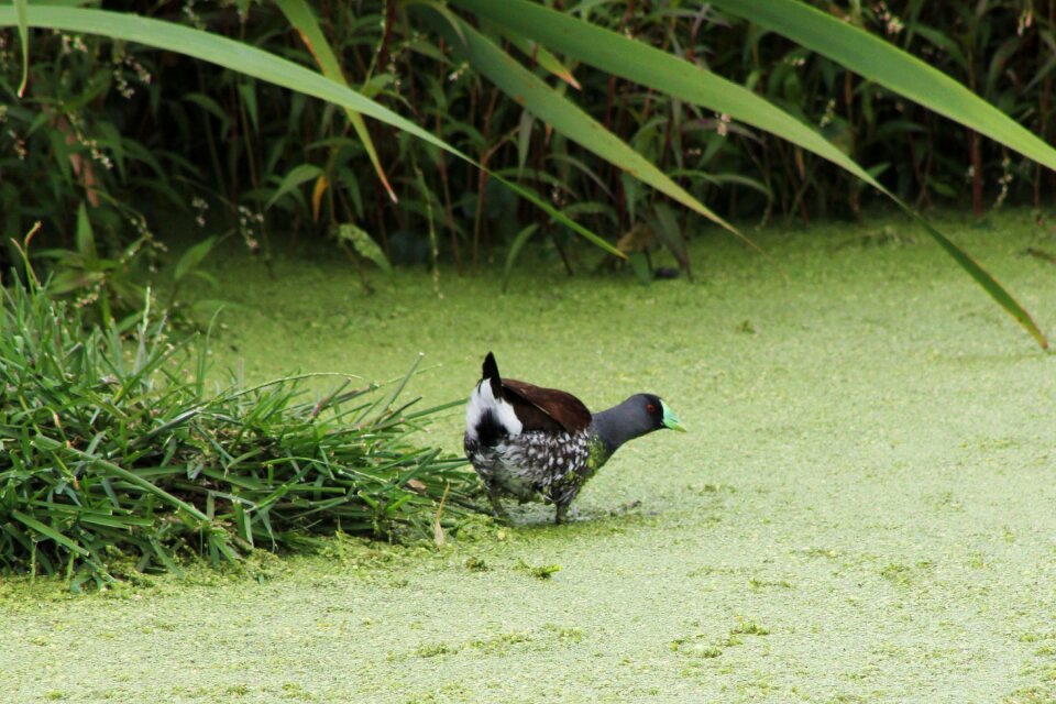 Nature bird green photo