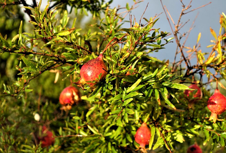 Fruit fruit tree nature