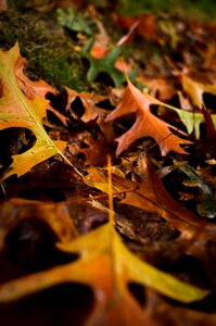Falling leaves nature beautiful british columbia