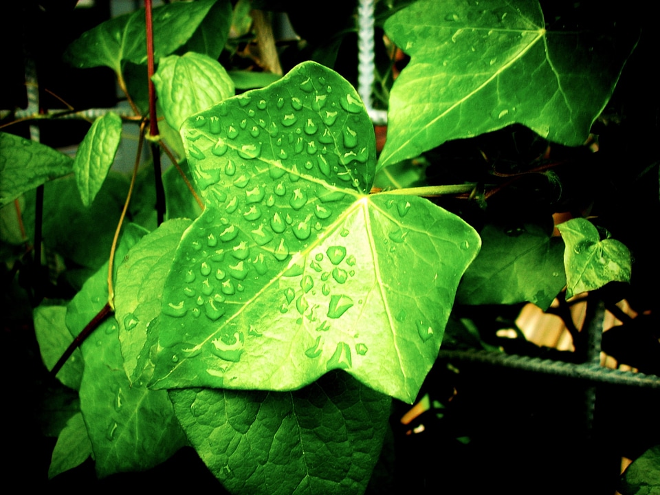 Ivy clamberer creeper