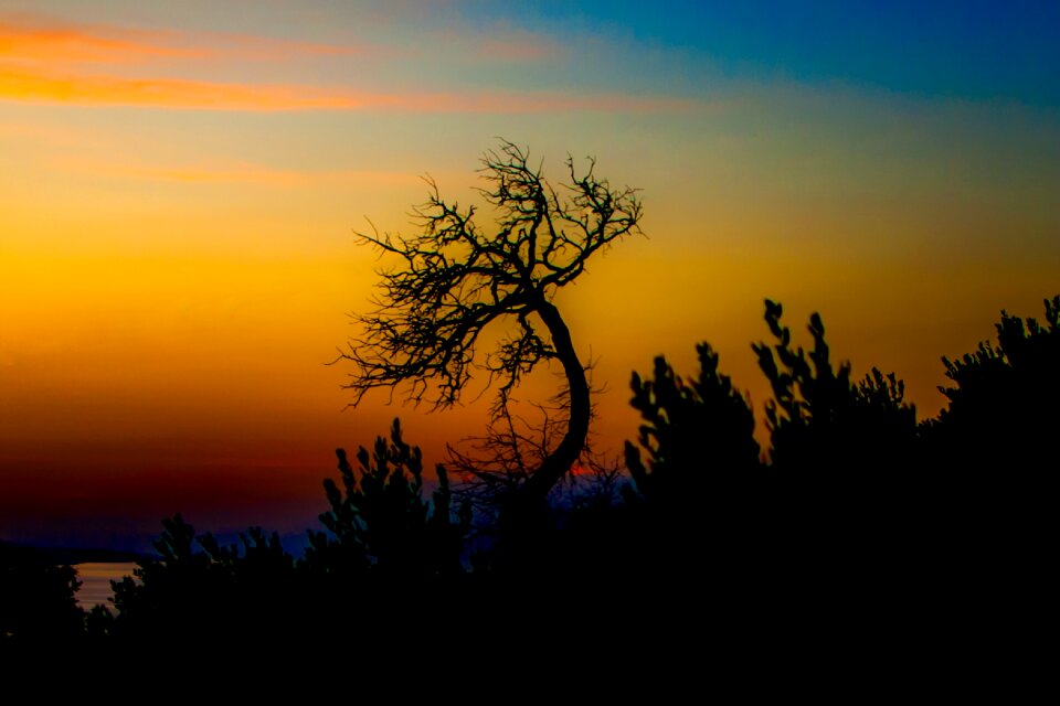 Tree west sunset photo