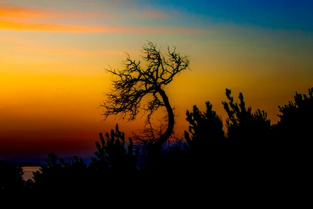 Tree west sunset photo
