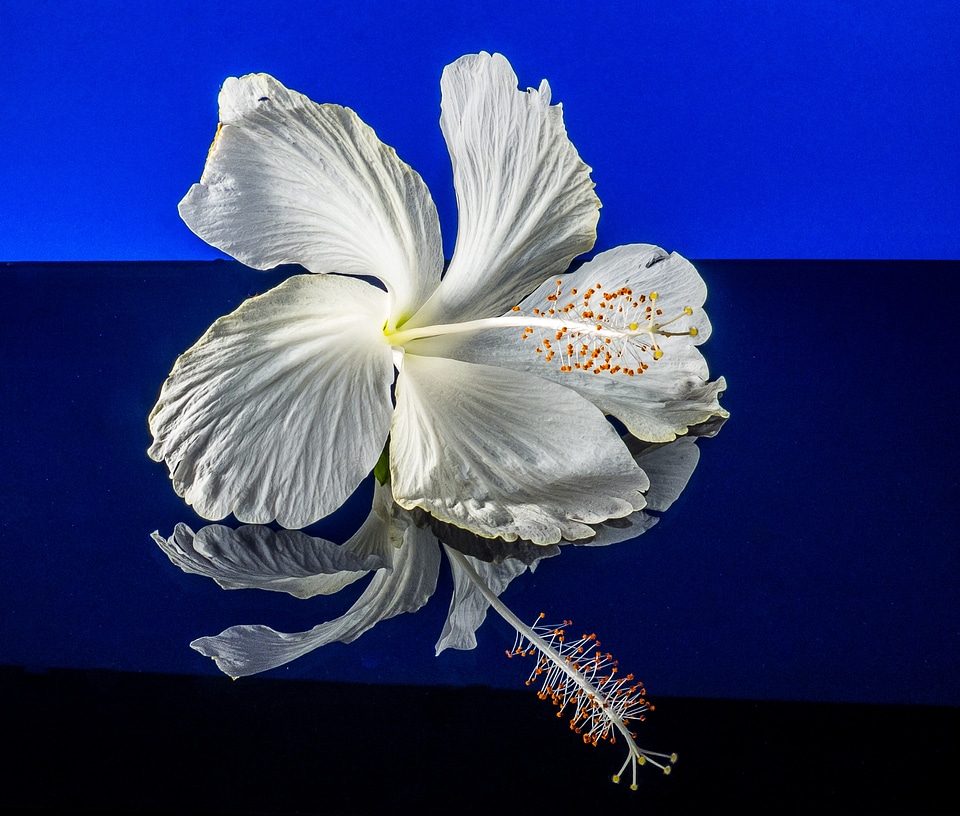 Flower white marshmallow