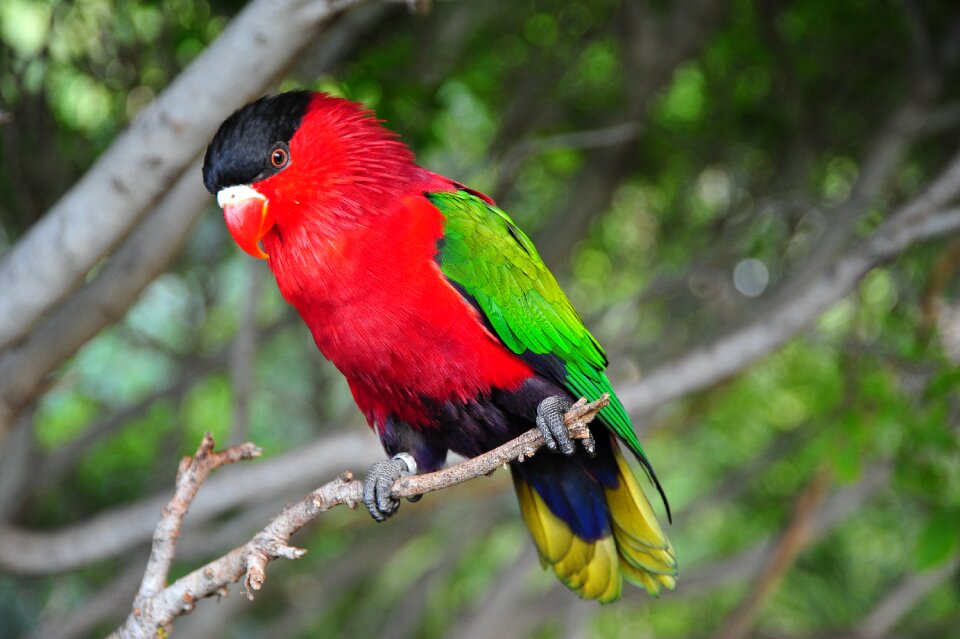 Bird tropical colorful