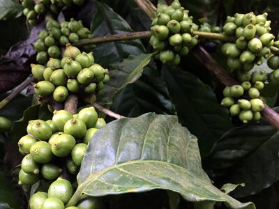 Drink caffeine bean