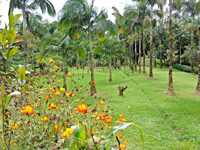 Backyard grass palm trees photo