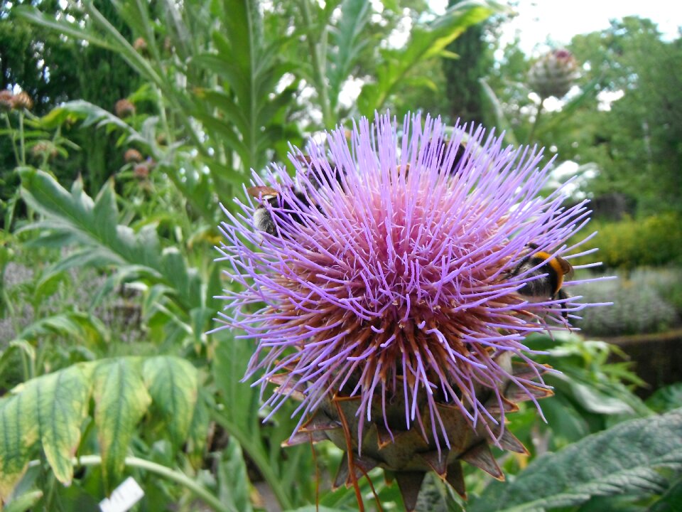 Luisenpark baden württemberg botanical