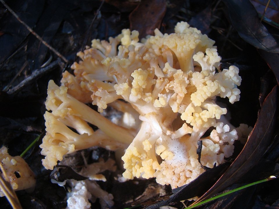 Forest floor fungus mushroom fungi photo