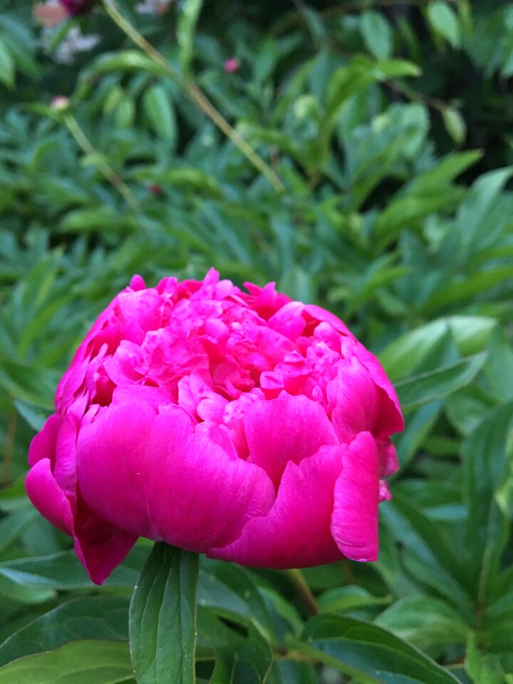 Closeup bud bright