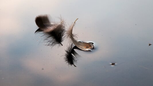 Water bird duck lake photo