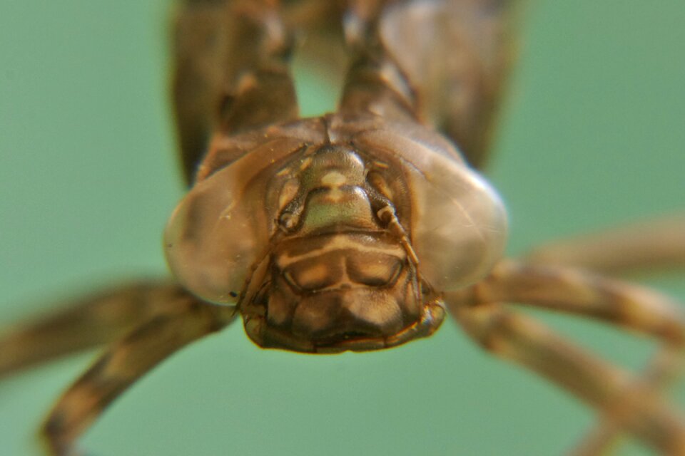 Dragonfly nature animal