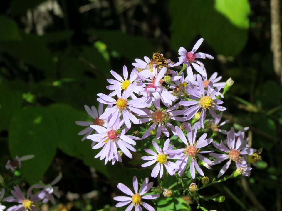 Flowers plant pollen