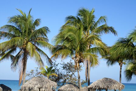 Cuba varadero palm trees
