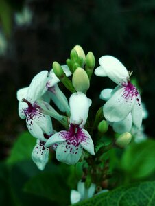 White floral